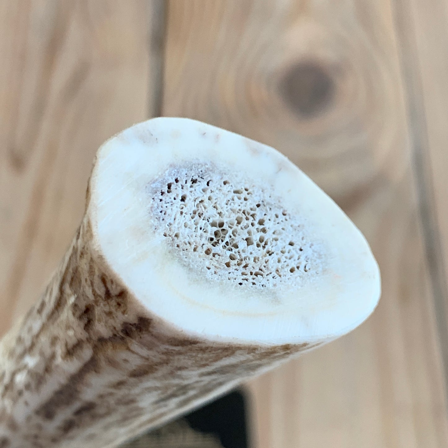 SOLD Vintage Carbon steel Sheffield England made HOOF KNIFE with ANTLER handle T3563